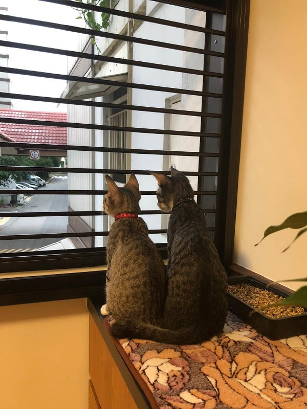 cat proof window grill singapore